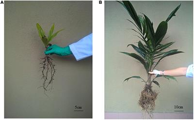 Impact of sterilization and chemical fertilizer on the microbiota of oil palm seedlings